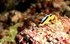 Raja Ampat 2016 - Chromodoris annae - Anna s chronmodoris - Chomodoris d anne - IMG_5644_rc